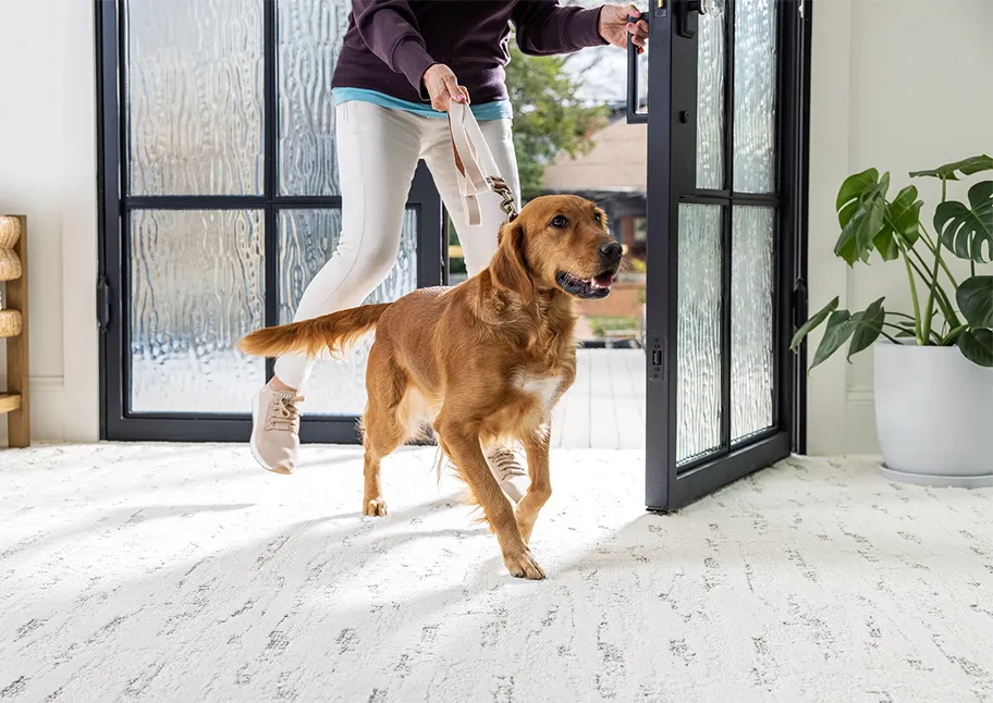 Dog walking on vinyl plank flooring